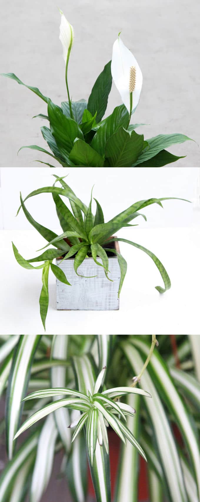 12 best air purifying indoor plants: bring beauty and well-being to your home with these easy to grow house plants, including indoor hanging plants, flowering plants, indoor plants for low light, and plant care tips! | A Piece Of Rainbow 