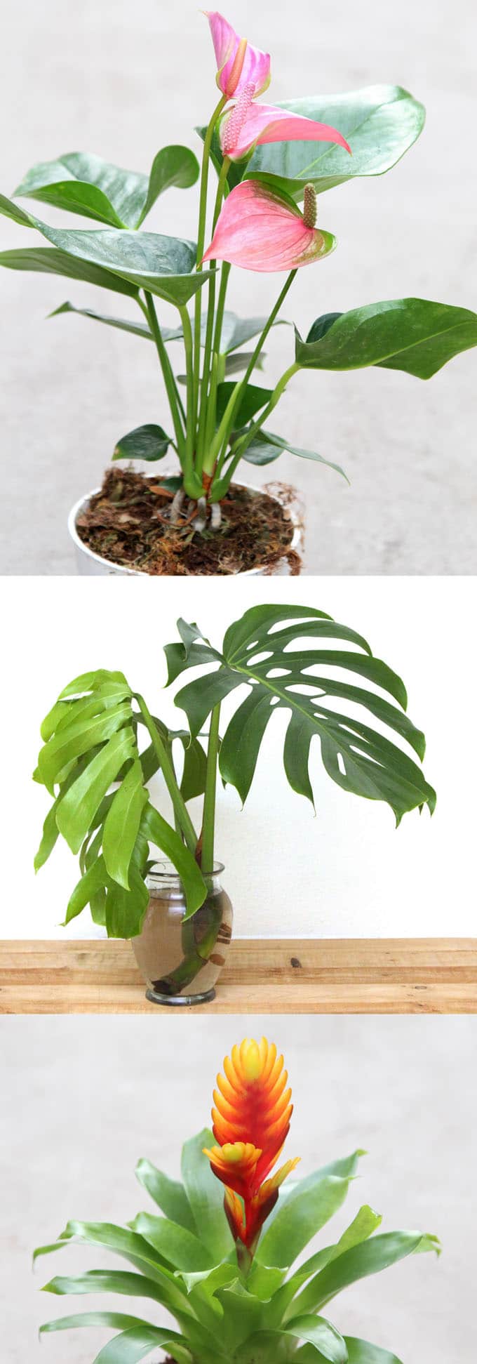 12 Easy Air Purifying Indoor Plants For Beauty Well Being