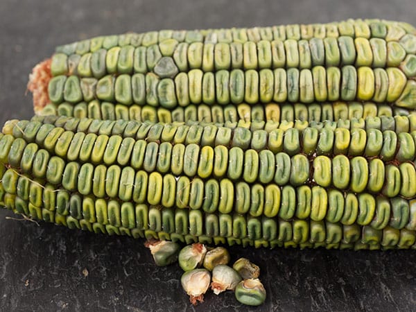 Corn-Oaxacan-green