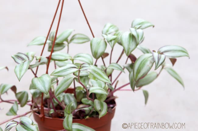 12 easiest indoor plants that purify air | A Piece of Rainbow