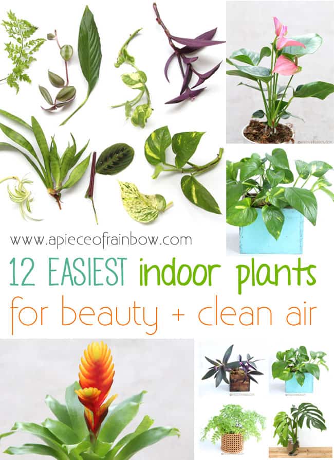 Easy Indoor Plants for beauty and clean air! | A Piece Of Rainbow Blog