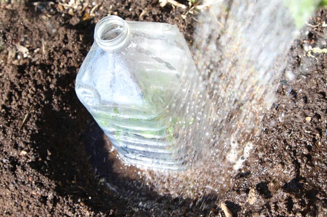 DIY bottle greenhouse and success tips! | A piece of rainbow blog