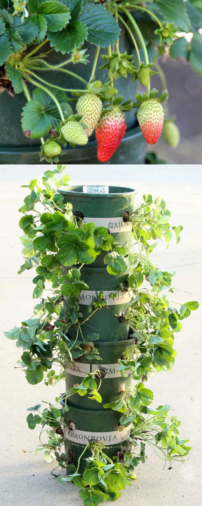 DIY Strawberry Tower With Reservoir