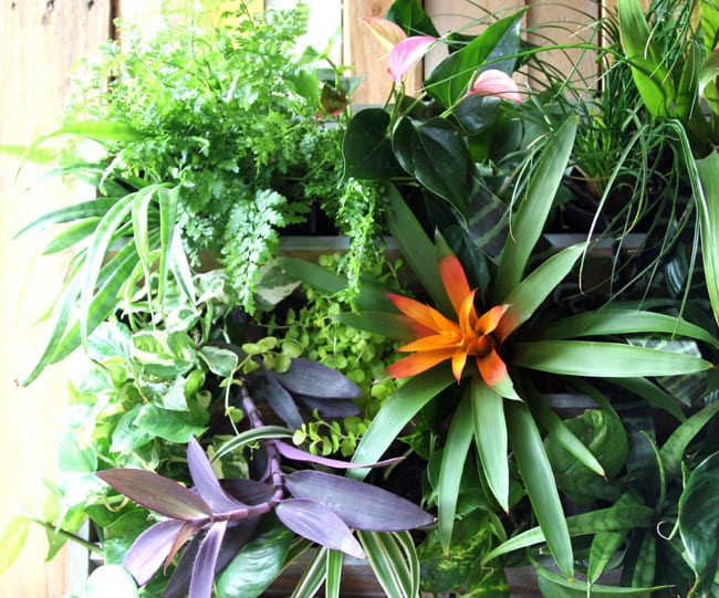 Construisez un superbe mur végétal tropical avec palette !  |  Un morceau d'arc-en-ciel