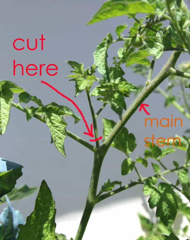propagate-tomatoes-apieceofrainbowblog (6)
