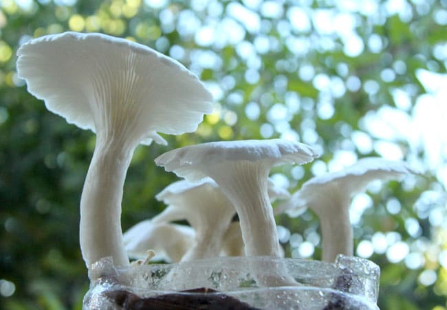 grow-mushrooms-on-coffee-grounds-apieceofrainbowblog (9)