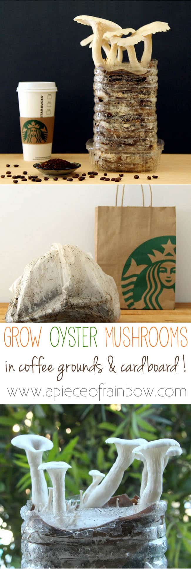 how to grow mushrooms in used coffee grounds and cardboard