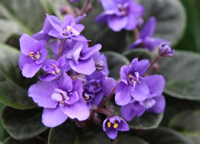 grow-african-violet-apieceofrainbowblog (7)