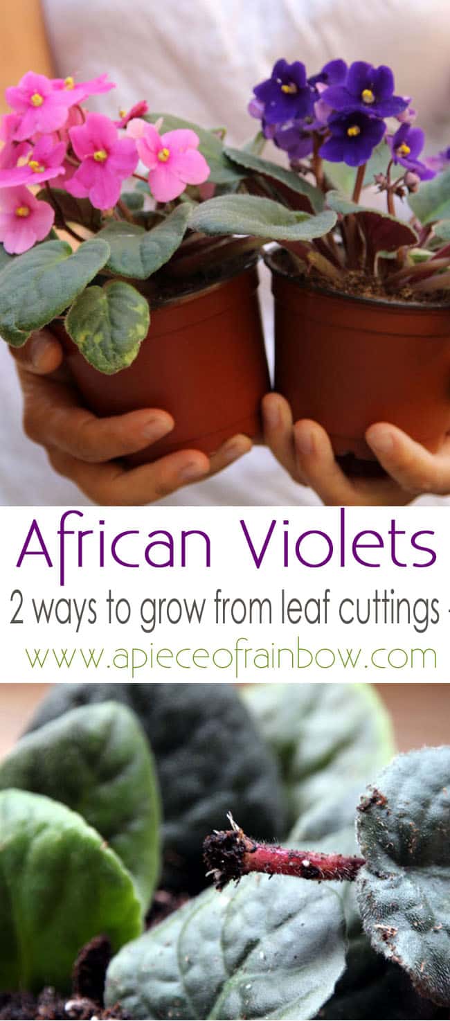 grow-african-violet-apieceofrainbowblog