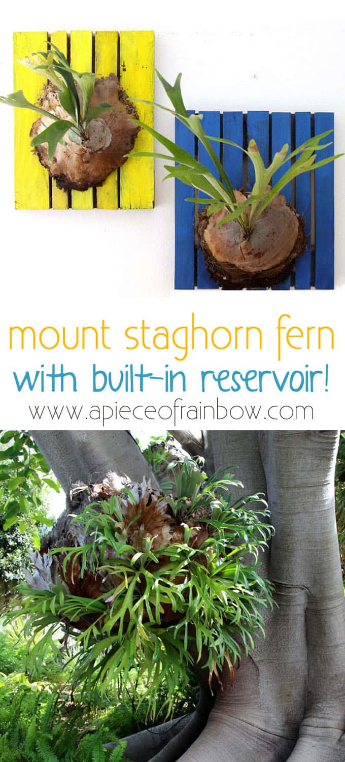 mount-staghorn-fern-apieceofrainbowblog