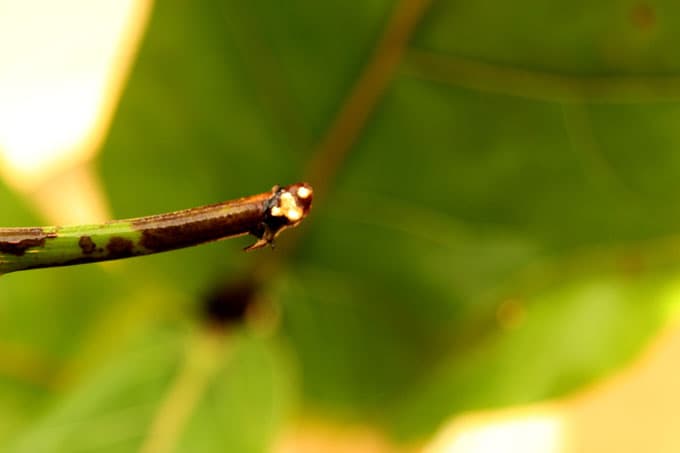 Fiddle Leaf Feigenstecklinge wurzeln