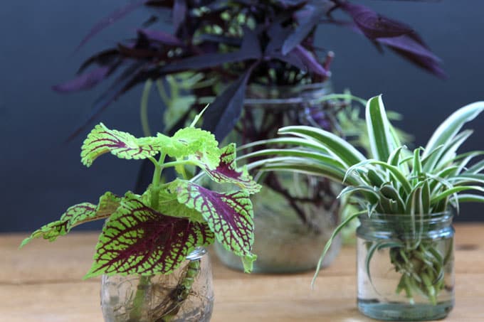 grow-indoor-plants-in-glass-bottles-apieceofrainbow (16)