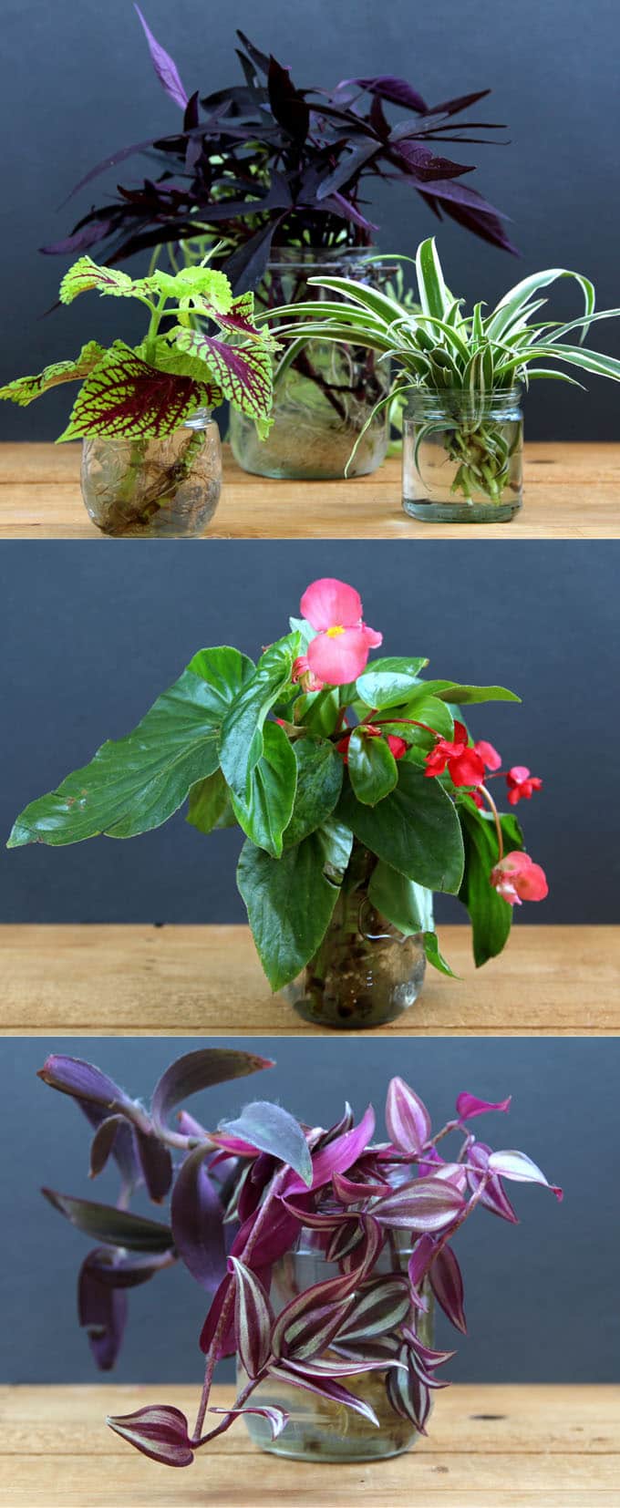 grow indoor plants in glass bottles and water