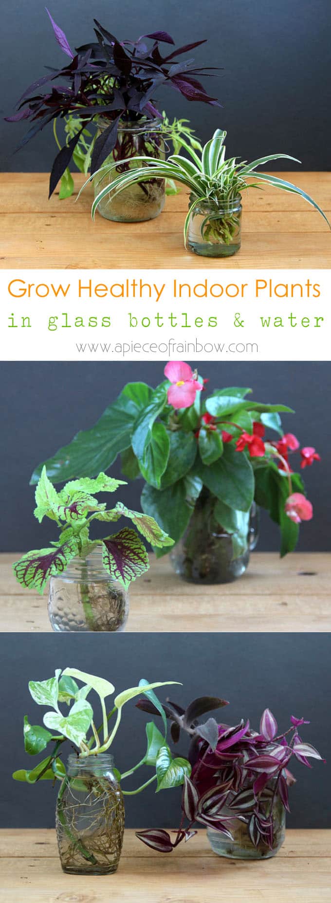 grow-indoor-plants-in-glass-bottles-apieceofrainbow (3)
