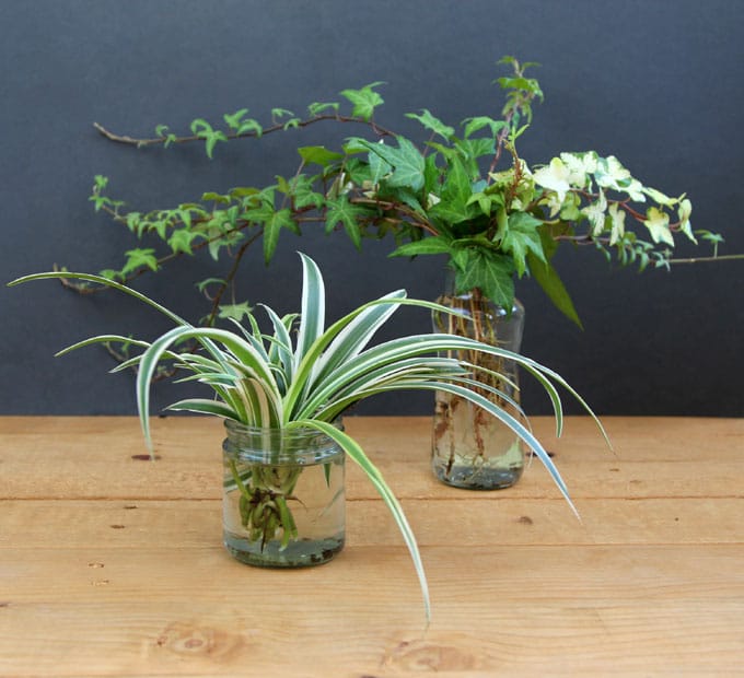 grow-indoor-plants-in-glass-bottles-apieceofrainbow (5)
