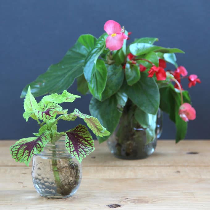 The easiest and most foolproof way to grow indoor plants in glass bottles and water. 10 beautiful plants for an easy-care indoor garden and clean air! - A Piece Of Rainbow