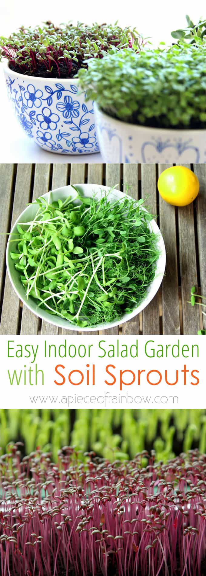 Grow an Indoor Salad Garden with Soil Sprouts