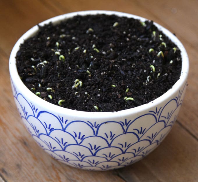 sprouts start to grow