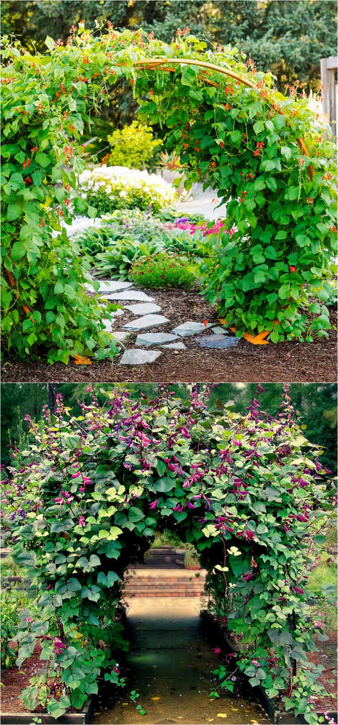 20+ Favorite Flowering Vines and Climbing Plants   A Piece Of Rainbow