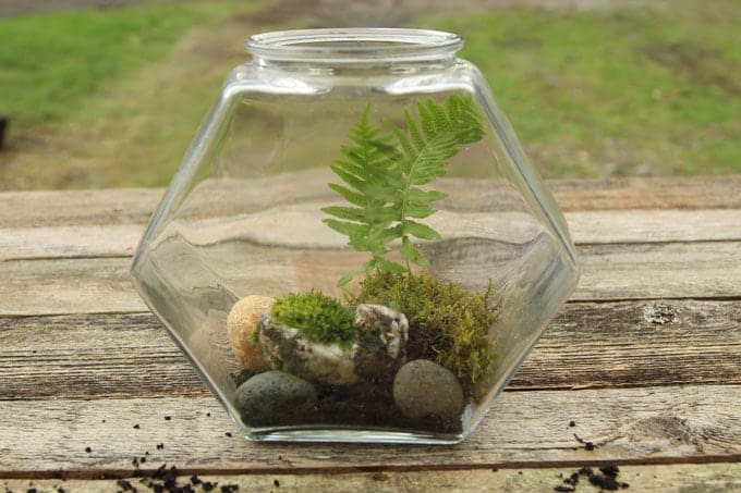 Moss Terrarium: How To Make One In 5 Easy Steps