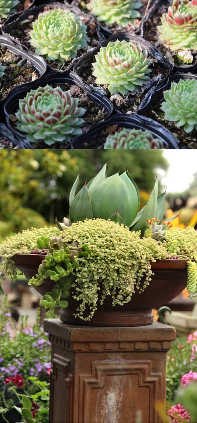 How To Plant Beautiful Succulent Gardens In 5 Easy Steps A Piece