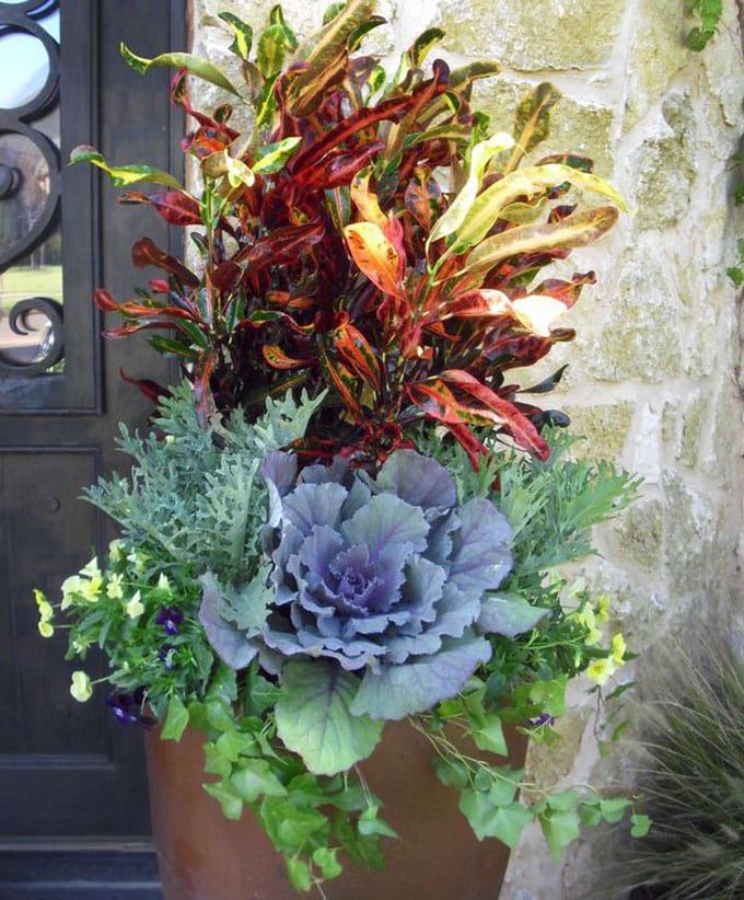  flowers and kale in fall and winter ornamental planters