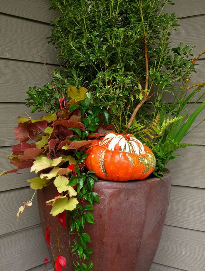 bright colored pumpkin in fall container plantings