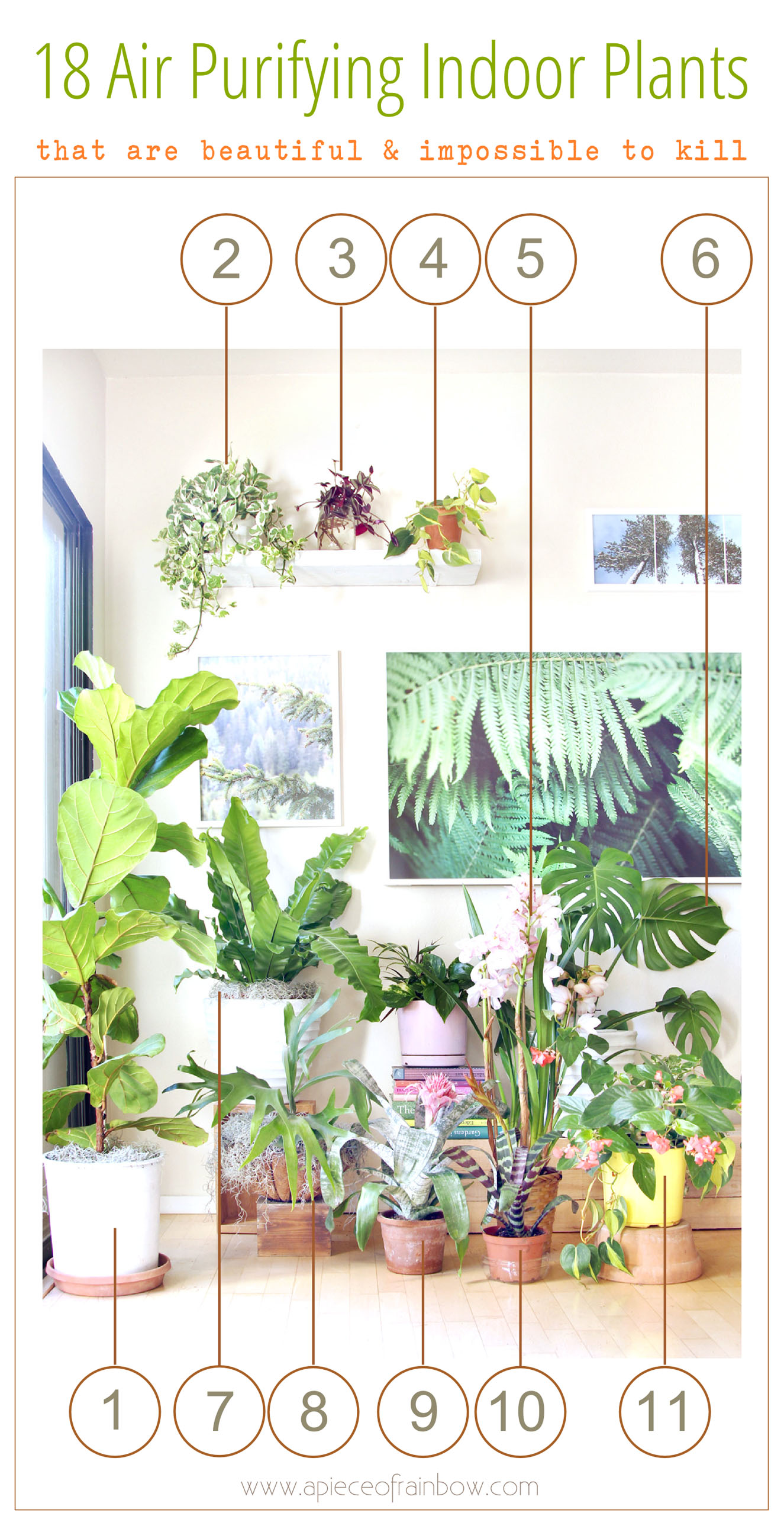 Check out our gorgeous indoor garden with 18 best indoor plants! Plus 5 essential tips on how to grow healthy house plants! Make your home more beautiful with these showy foliage and flowering plants that thrive in low light conditions, and are so easy to grow! - A Piece of Rainbow