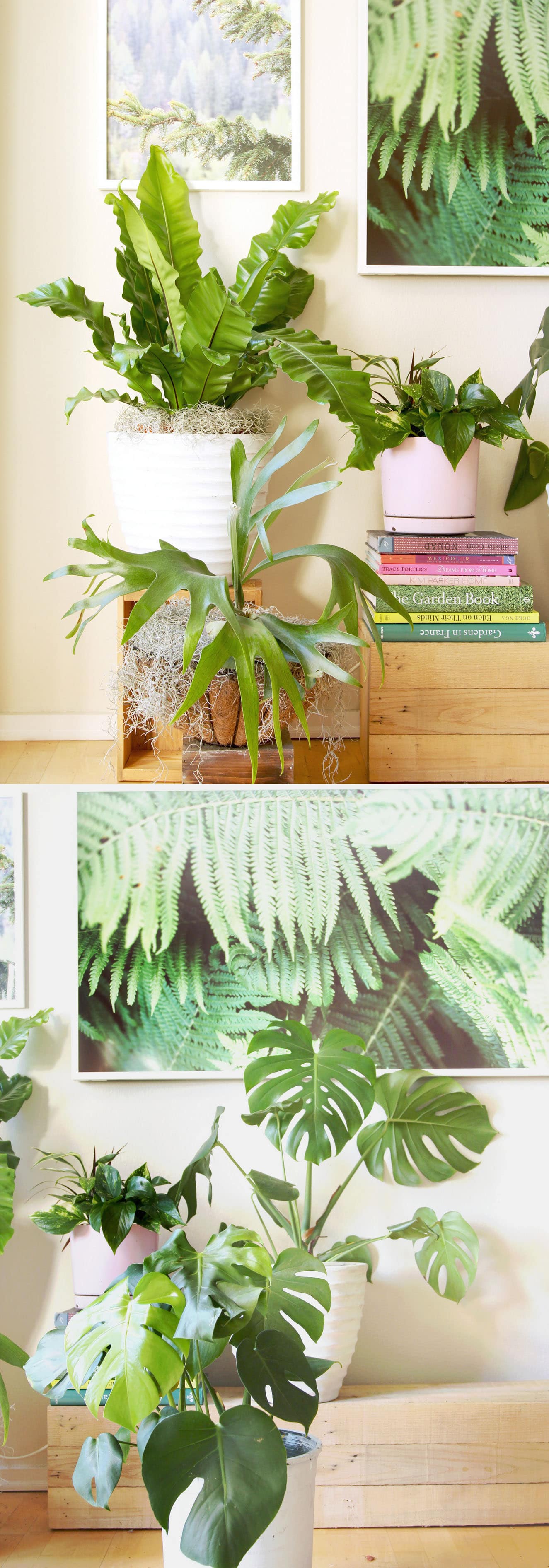18 Most Beautiful Indoor Plants 5 Easy Care Tips A Piece Of Rainbow