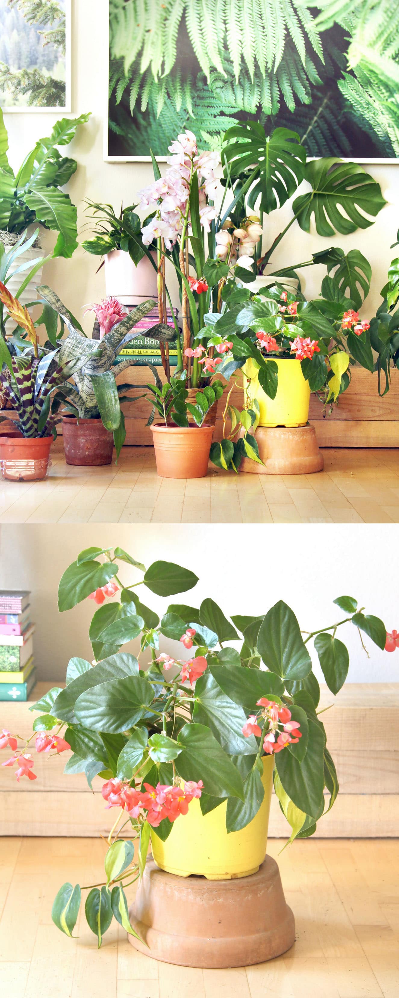 18 Most Beautiful Indoor Plants 5 Easy Care Tips A Piece Of Rainbow,Tall Bedside Cabinets Uk