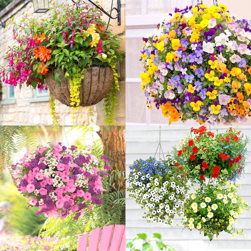 How to plant beautiful hanging baskets that last for months. Choose the best plants from these 15 designer plant lists for hanging flower baskets in sun or shade, plus easy care tips on soil, water and fertilizer for a healthy hanging basket!  
