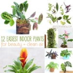 12 best air purifying indoor plants: bring beauty and well-being to your home with these easy to grow house plants, including indoor hanging plants, flowering plants, indoor plants for low light, and plant care tips! | A Piece Of Rainbow Blog
