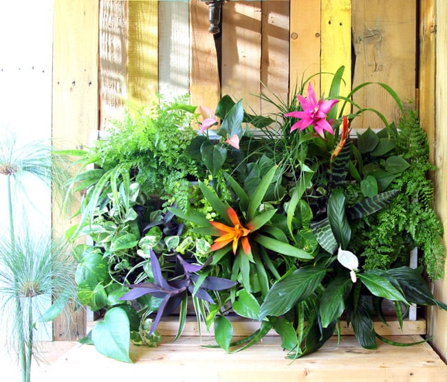 Tropical Pallet Living Wall by A Piece of Rainbow