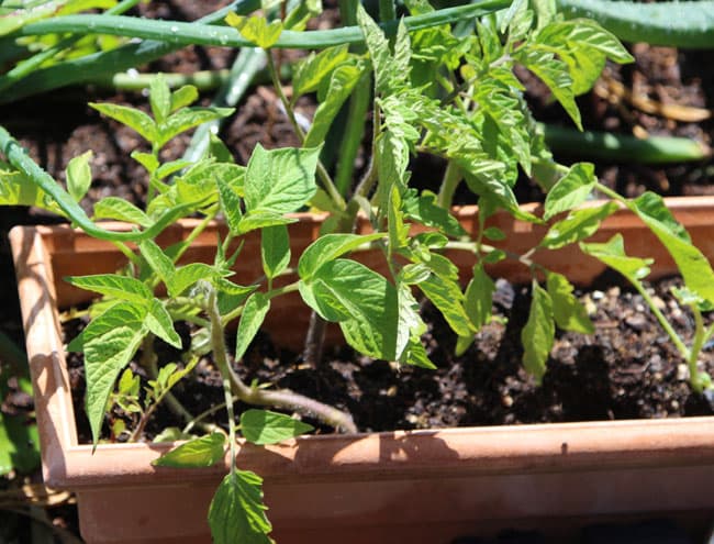 propagate-tomatoes-apieceofrainbowblog (1)