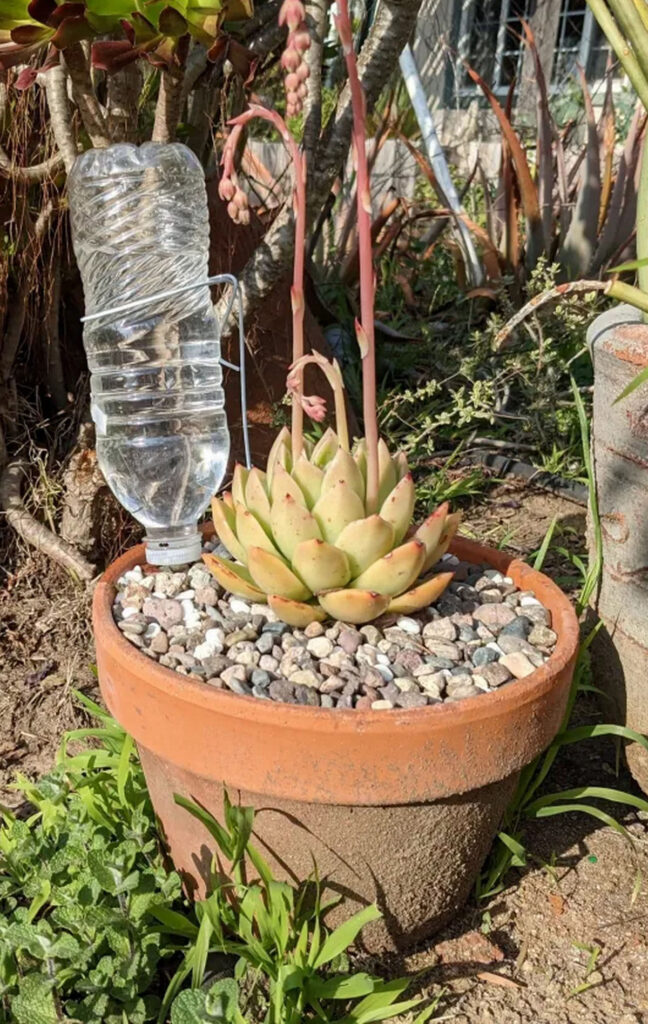 make plastic bottle plant watering system