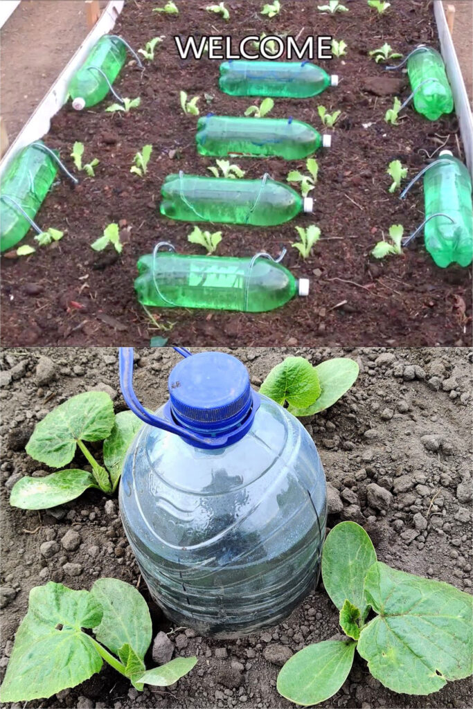 Reuse plastic bottle for garden watering