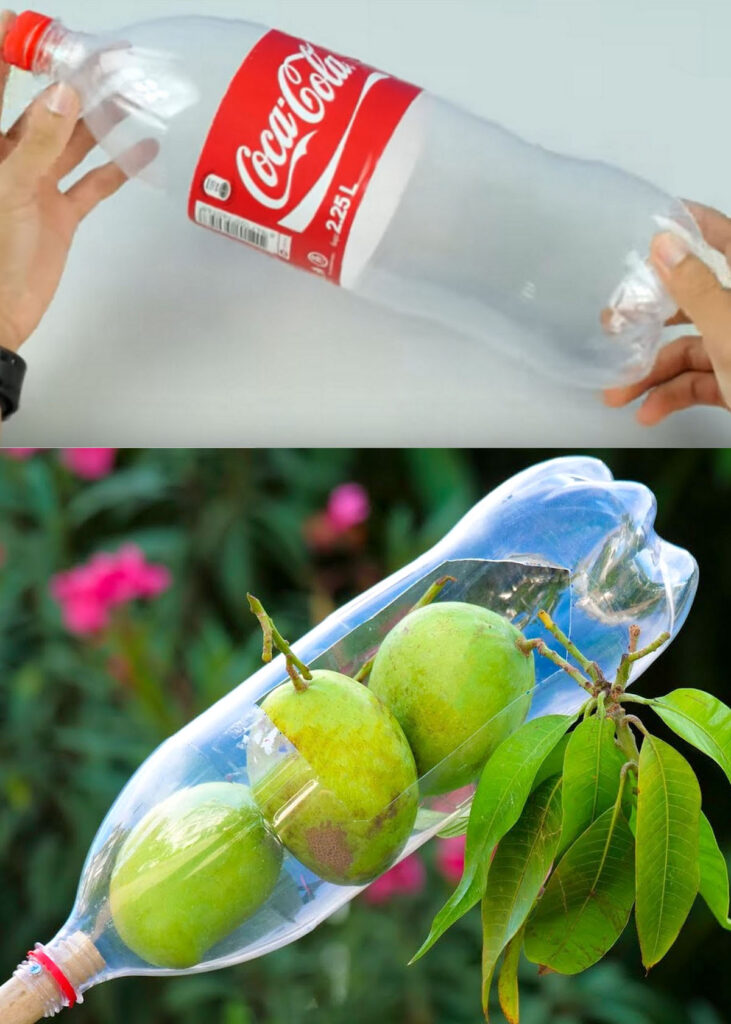 DIY Plastic bottle fruit picker