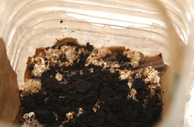 layer cardboard and mushroom spawn in coffee grounds 