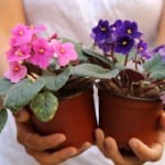 How to grow African Violet easily from leaf cuttings! Two simple yet fail proof propagation methods are covered in detail here! - A Piece Of Rainbow Blog
