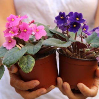 How to grow African Violet easily from leaf cuttings! Two simple yet fail proof propagation methods are covered in detail here! - A Piece Of Rainbow Blog