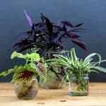 The easiest and most foolproof way to grow indoor plants in glass bottles and water. 10 beautiful plants for an easy-care indoor garden and clean air! - A Piece Of Rainbow