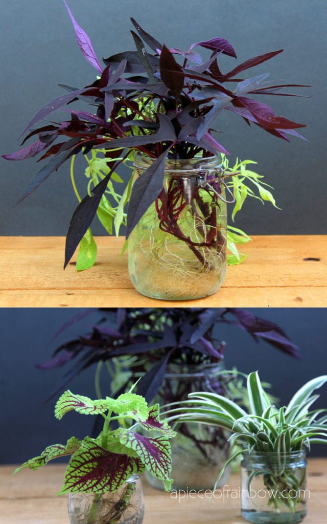 Sweet Potato Vine, Coleus, and Spider plants growing in vases and bottles of water