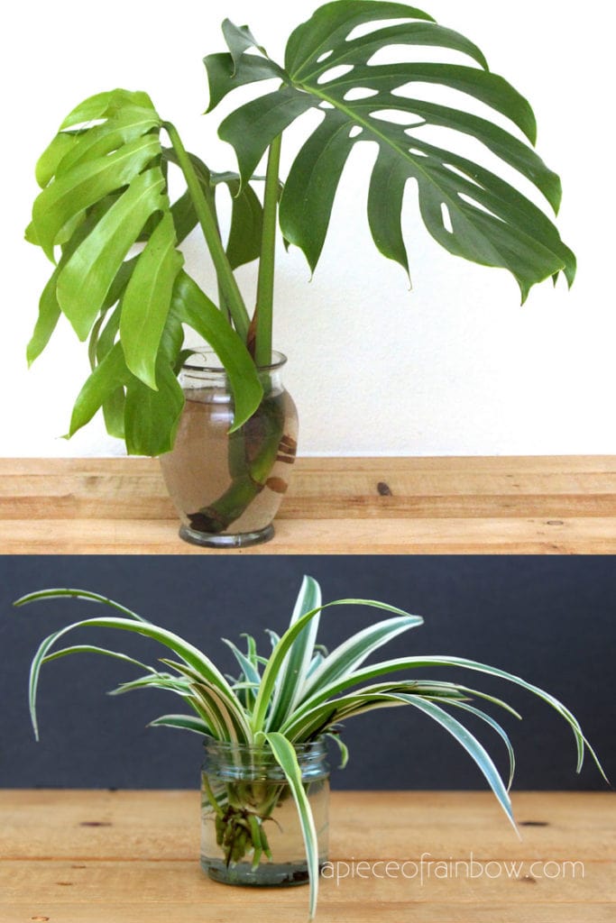  Monstera deliciosa, and Spider plants grow in water 