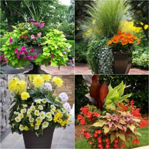 24 stunning container garden designs with plant list for each and lots of inspirations! Learn the designer secrets to these beautiful planting recipes. - A Piece Of Rainbow