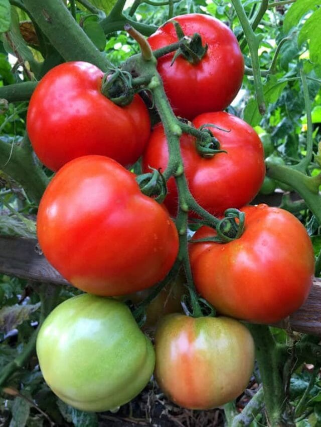 Best Tomato Growing Secrets: 100 lbs in 20 Square Feet