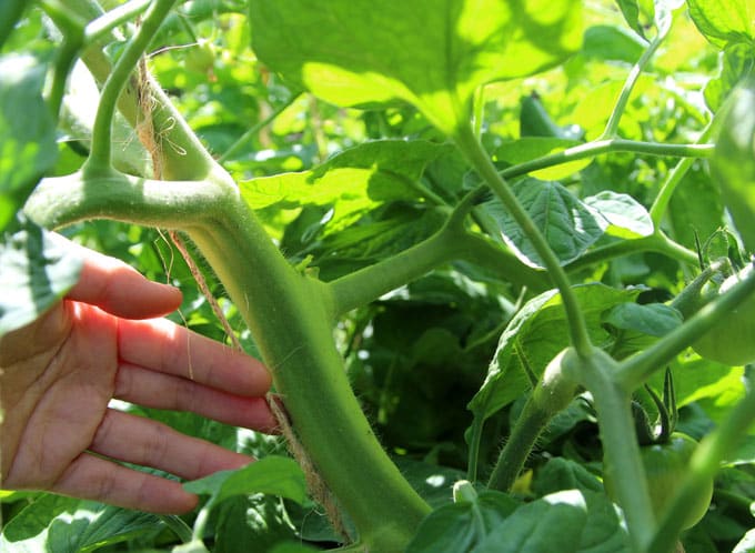 grow tomatoes with thick healthy stem 1 inch thick