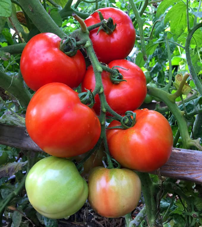 ripe tomatoes in garden