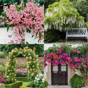 20+ favorite easy-to-grow fragrant flowering vines for year-round beauty. Plant them for an arbor, pergola or fence to create gorgeous outdoor rooms! - A Piece Of Rainbow