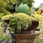 How to create a drop-dead-gorgeous succulent garden in 5 easy steps: with detailed succulent care tips and succulent container garden design secrets. apieceofrainbow.com