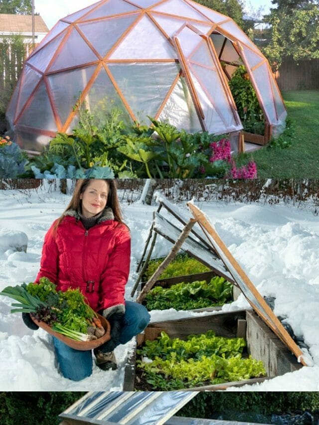 40+ Best DIY Greenhouses With Easy Tutorials